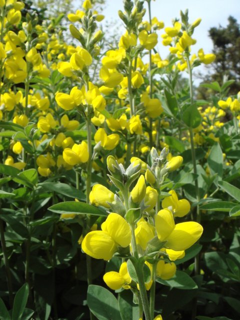 Thermopsis lanceolata fleur